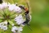 Lasioglossum calceatum